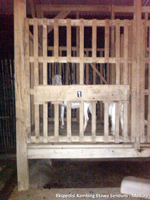 ekspedisi-kambing-etawa-senduro-madura