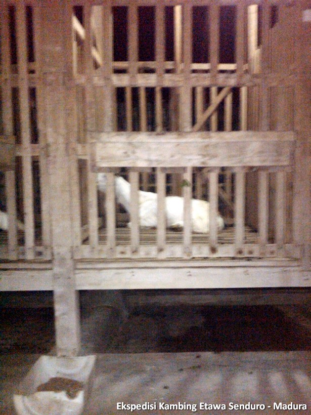 ekspedisi-kambing-etawa-senduro-madura