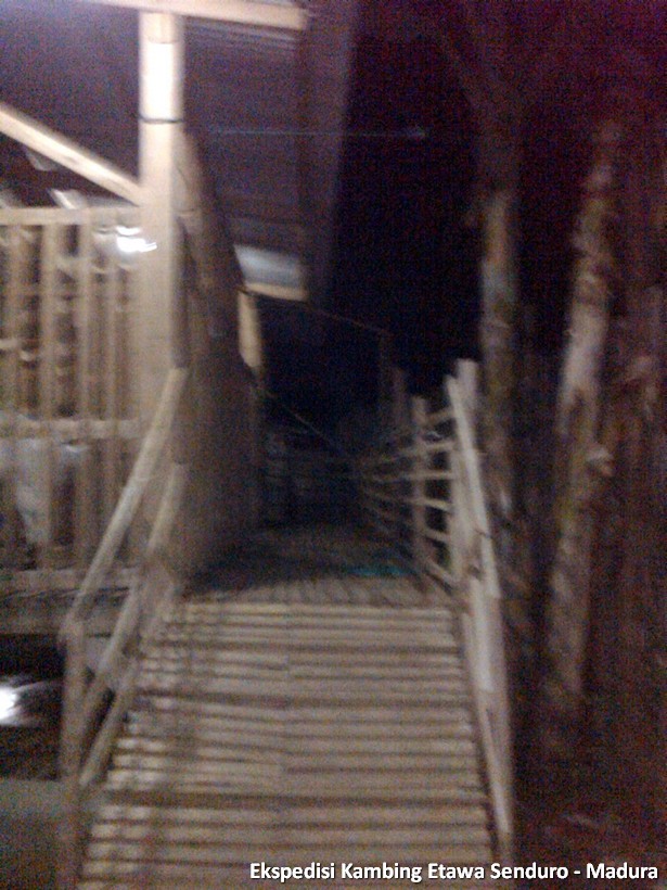 ekspedisi-kambing-etawa-senduro-madura
