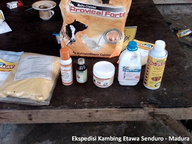 ekspedisi-kambing-etawa-senduro-madura