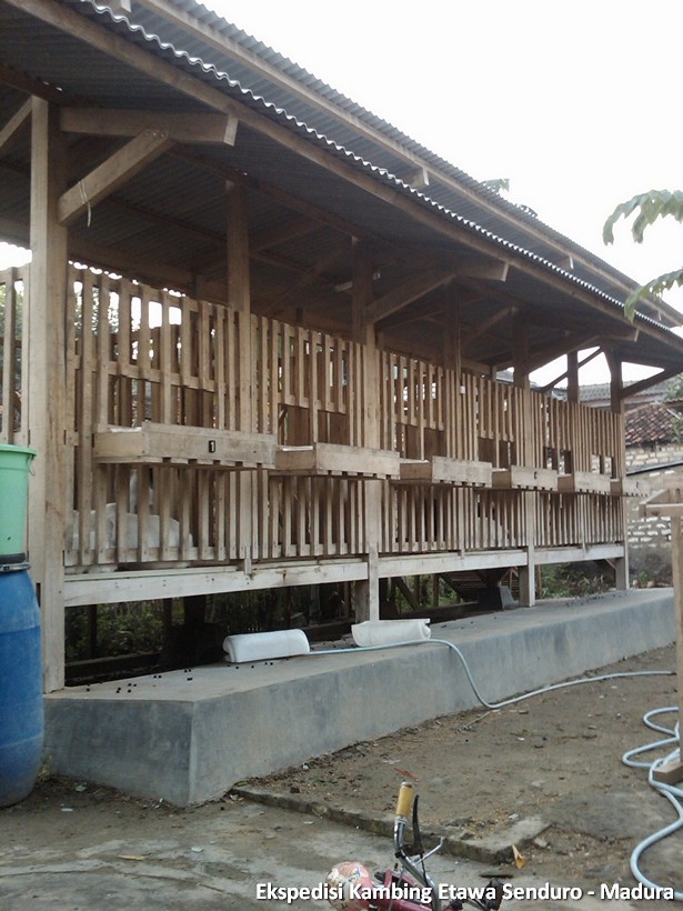 ekspedisi-kambing-etawa-senduro-madura