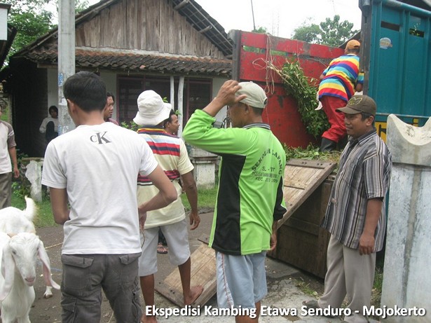 ekspedisi-kambing-etawa-mojokerto