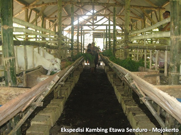 ekspedisi-kambing-etawa-mojokerto
