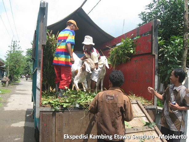 ekspedisi-kambing-etawa-mojokerto