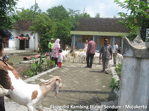 ekspedisi-kambing-etawa-mojokerto