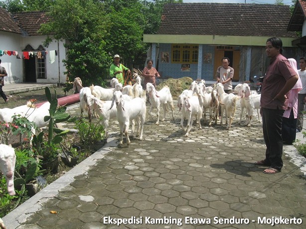 ekspedisi-kambing-etawa-mojokerto