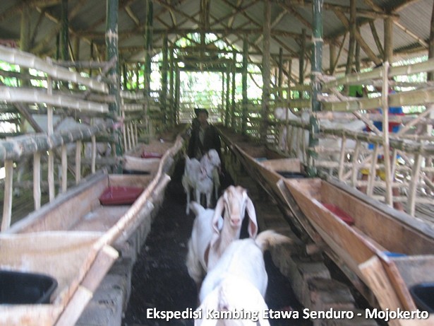 ekspedisi-kambing-etawa-mojokerto