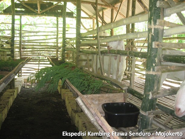 ekspedisi-kambing-etawa-mojokerto