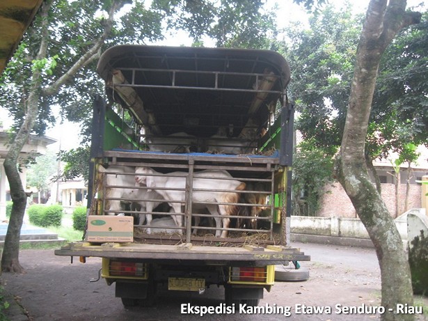 ekspedisi-kambing-etawa-senduro-riau