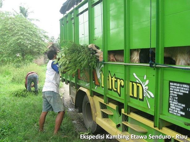 ekspedisi-kambing-etawa-senduro-riau