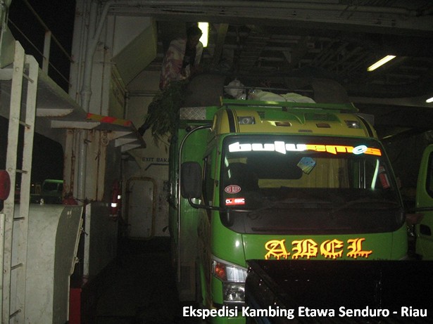 ekspedisi-kambing-etawa-senduro-riau