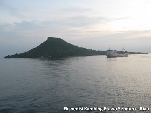 ekspedisi-kambing-etawa-senduro-riau