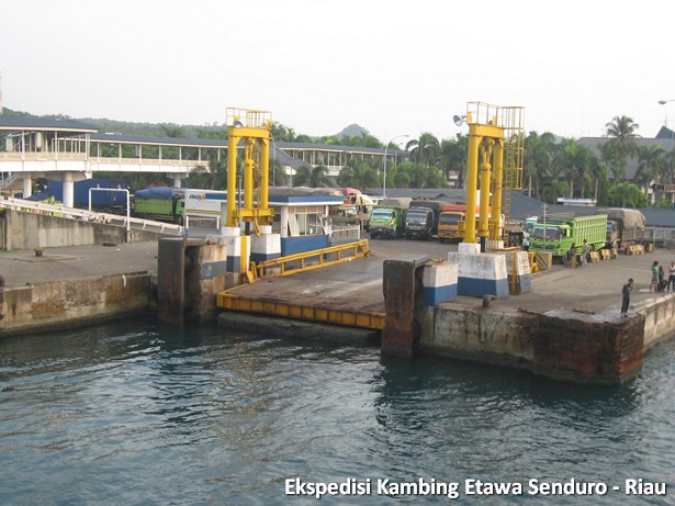 ekspedisi-kambing-etawa-senduro-riau