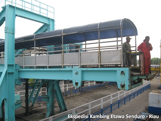 ekspedisi-kambing-etawa-senduro-riau