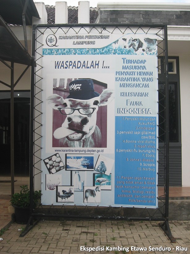 ekspedisi-kambing-etawa-senduro-riau