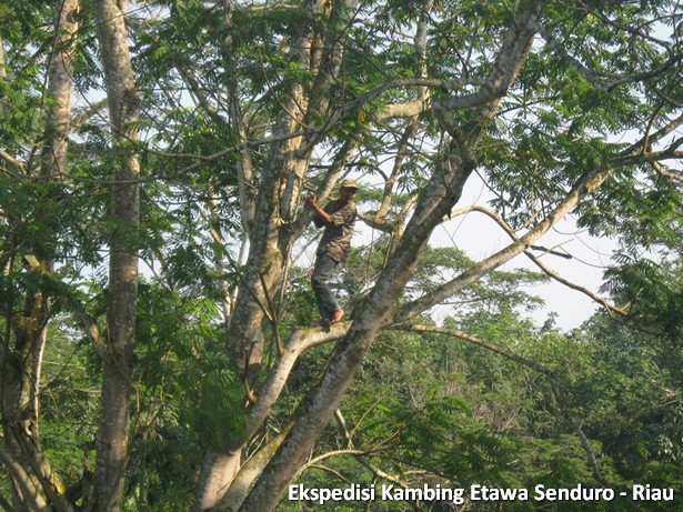 ekspedisi-kambing-etawa-senduro-riau