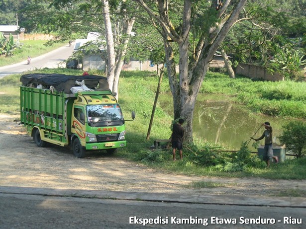 ekspedisi-kambing-etawa-senduro-riau