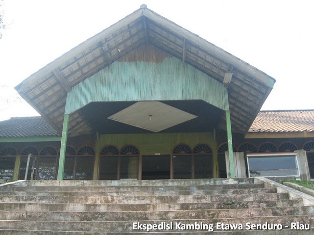 ekspedisi-kambing-etawa-senduro-riau