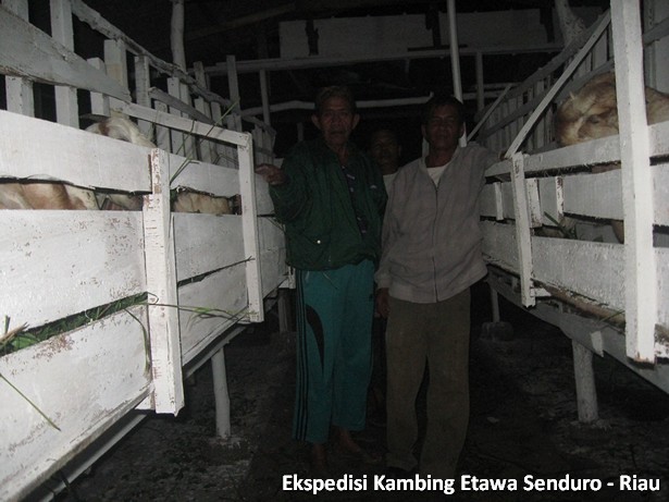 ekspedisi-kambing-etawa-senduro-riau