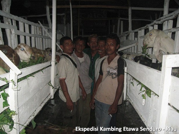 ekspedisi-kambing-etawa-senduro-riau