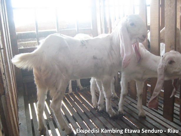 ekspedisi-kambing-etawa-senduro-riau