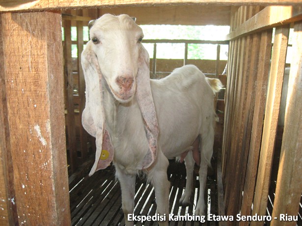 ekspedisi-kambing-etawa-senduro-riau