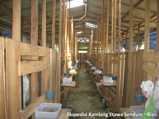 ekspedisi-kambing-etawa-senduro-riau