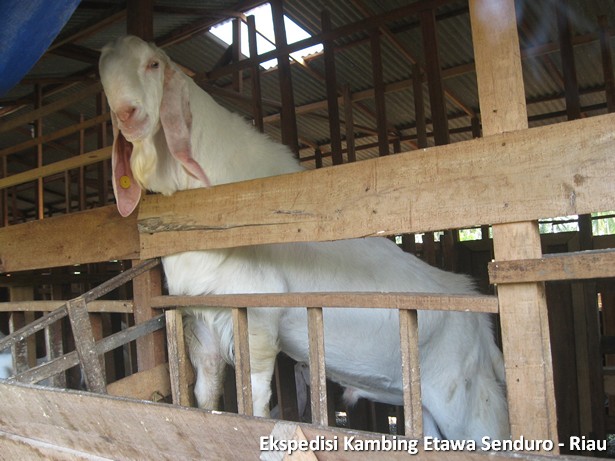 ekspedisi-kambing-etawa-senduro-riau