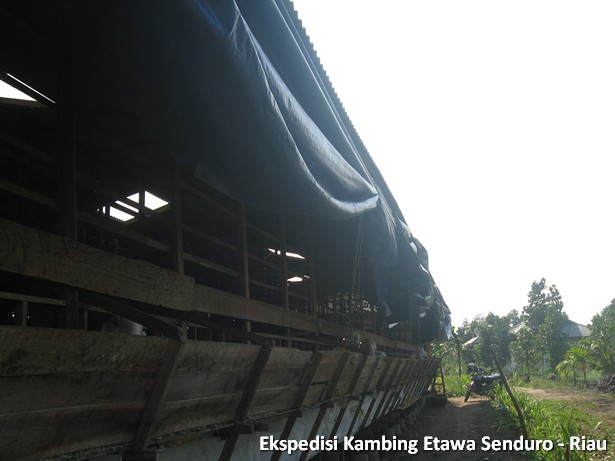 ekspedisi-kambing-etawa-senduro-riau