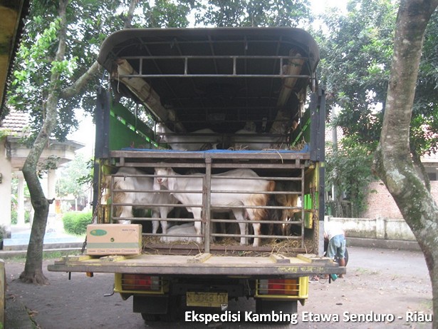 ekspedisi-kambing-etawa-senduro-riau