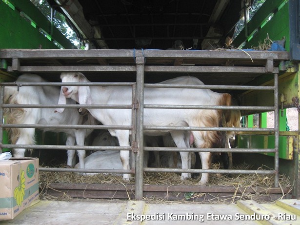 ekspedisi-kambing-etawa-senduro-riau