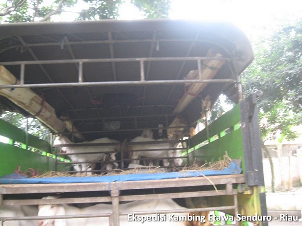 ekspedisi-kambing-etawa-senduro-riau