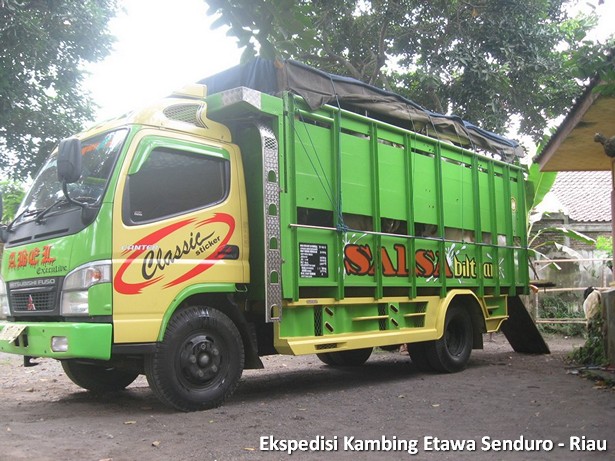 ekspedisi-kambing-etawa-senduro-riau