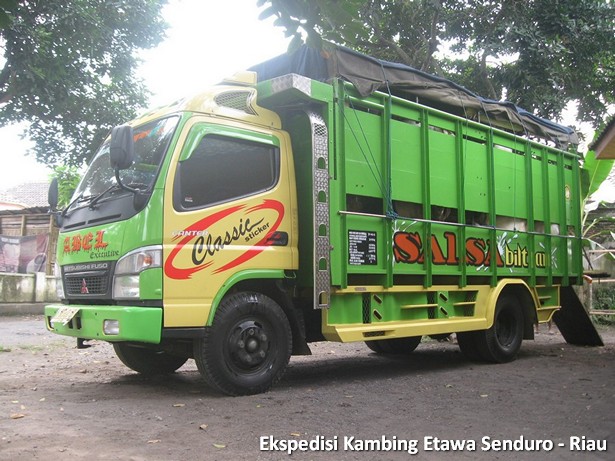 ekspedisi-kambing-etawa-senduro-riau
