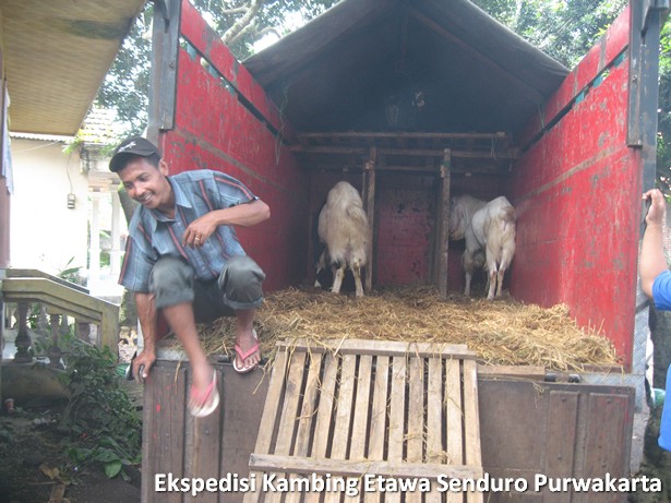 ekspedisi-kambing-etawa-senduro-ke-purwakarta