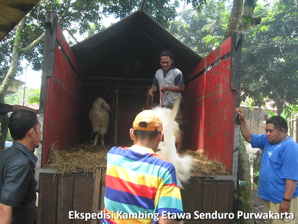 ekspedisi-kambing-etawa-senduro-ke-purwakarta