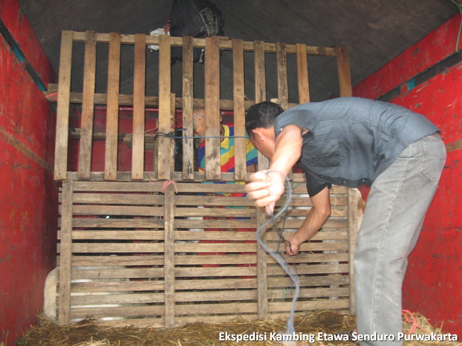 ekspedisi-kambing-etawa-senduro-ke-purwakarta