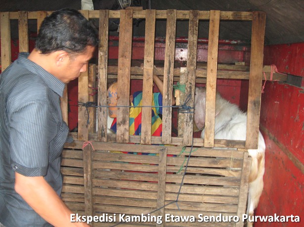 ekspedisi-kambing-etawa-senduro-ke-purwakarta