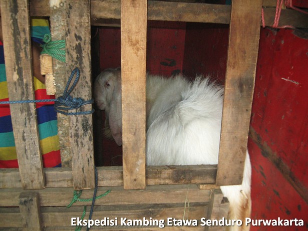 ekspedisi-kambing-etawa-senduro-ke-purwakarta
