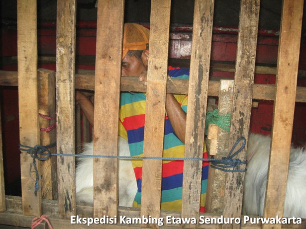 ekspedisi-kambing-etawa-senduro-ke-purwakarta