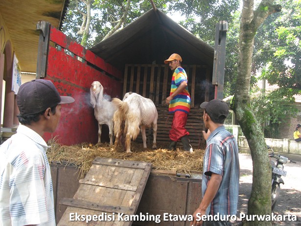 ekspedisi-kambing-etawa-senduro-ke-purwakarta