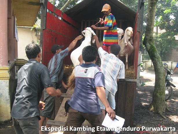 ekspedisi-kambing-etawa-senduro-ke-purwakarta