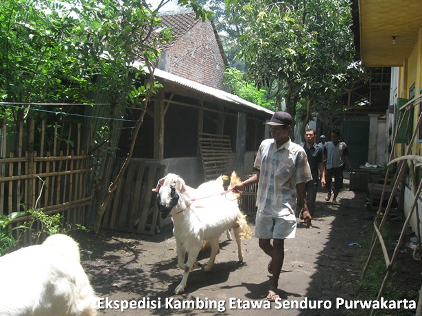 ekspedisi-kambing-etawa-senduro-ke-purwakarta