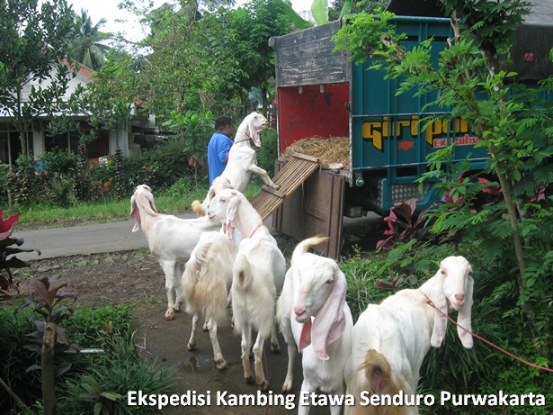 ekspedisi-kambing-etawa-senduro-ke-purwakarta