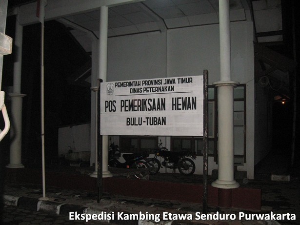 ekspedisi-kambing-etawa-senduro-ke-purwakarta
