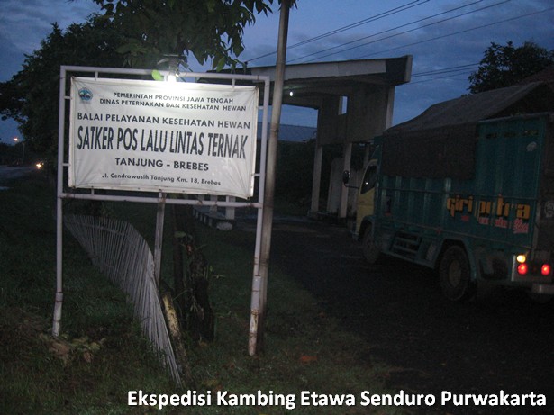 ekspedisi-kambing-etawa-senduro-ke-purwakarta