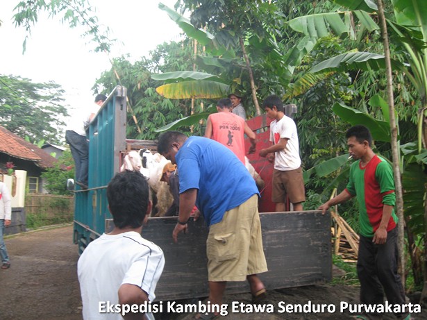 ekspedisi-kambing-etawa-senduro-ke-purwakarta