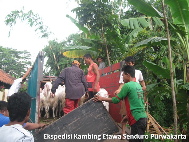 ekspedisi-kambing-etawa-senduro-ke-purwakarta