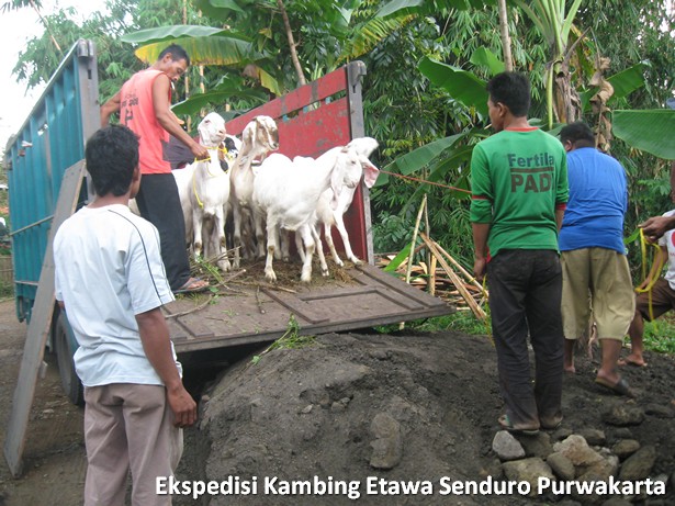 ekspedisi-kambing-etawa-senduro-ke-purwakarta