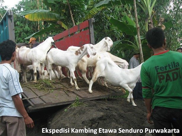 ekspedisi-kambing-etawa-senduro-ke-purwakarta